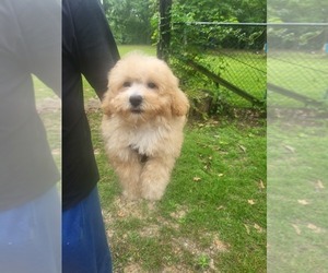 Poodle (Miniature) Puppy for sale in HAMPTON, GA, USA