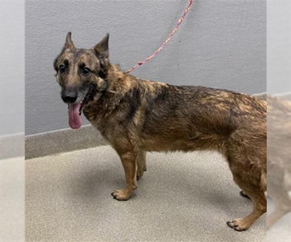 Medium Photo #1 German Shepherd Dog-Unknown Mix Puppy For Sale in Las Vegas, NV, USA