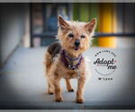 Small #4 Mutt