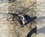 Small #1 Labrador Retriever-Mountain Cur Mix