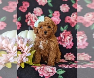 Poodle (Toy) Puppy for sale in KINZERS, PA, USA