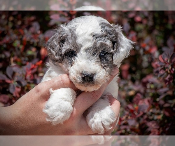 Medium Photo #1 F2 Aussiedoodle Puppy For Sale in GOLDEN, CO, USA