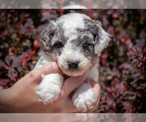 F2 Aussiedoodle Puppy for sale in GOLDEN, CO, USA