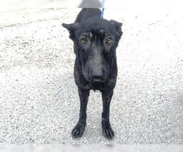 Medium Photo #2 Shepradors Puppy For Sale in Houston, TX, USA