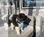 Small Photo #11 Akita Puppy For Sale in MCDONOUGH, GA, USA