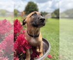 Small #1 Mutt