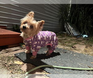 Mutt Dogs for adoption in Brewster, NY, USA