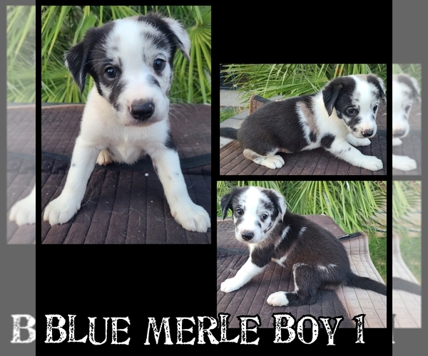 Medium Photo #1 Sheprador Puppy For Sale in MERCED, CA, USA