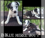 Small Photo #1 Sheprador Puppy For Sale in MERCED, CA, USA