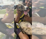 Small #4 Catahoula Leopard Dog Mix