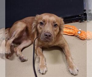 Cocker Spaniel-Unknown Mix Dogs for adoption in Chula Vista, CA, USA