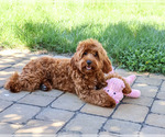 Noelle - Female Cavapoo (Miniature) Puppy for Sale - Photo #3