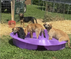 Shepadoodle Puppy for Sale in WHEELERSBURG, Ohio USA