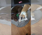 Small Photo #11 Staffordshire Bull Terrier-Unknown Mix Puppy For Sale in Orlando, FL, USA