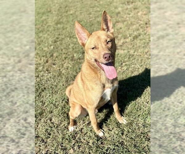 Medium Photo #3 Carolina Dog-German Shepherd Dog Mix Puppy For Sale in Conroe, TX, USA