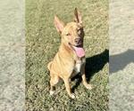 Small #2 Carolina Dog-German Shepherd Dog Mix