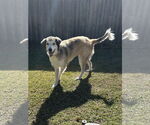 Small Photo #3 Great Pyrenees-Unknown Mix Puppy For Sale in Fort Worth, TX, USA