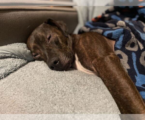 Medium Photo #5 Staffordshire Bull Terrier-Unknown Mix Puppy For Sale in Farmington, MN, USA