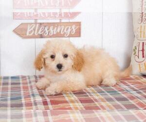 Poodle (Toy) Puppy for sale in BEL AIR, MD, USA