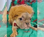 Small Photo #9 French Bulldog Puppy For Sale in OTTAWA LAKE, MI, USA