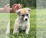 Small #1 Pomsky