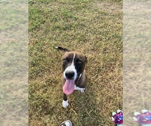 Greyhound-Pointer Mix Dogs for adoption in Pasadena, TX, USA