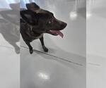 Small Mutt