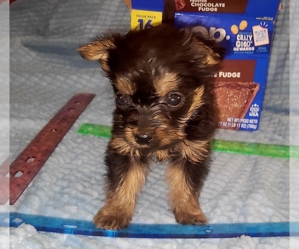 Medium Photo #16 Yorkshire Terrier Puppy For Sale in AKRON, OH, USA