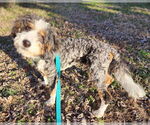 Small #1 Bernese Mountain Dog-Poodle (Miniature) Mix