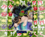 Small Photo #6 Cowboy Corgi Puppy For Sale in GALLEGOS, NM, USA
