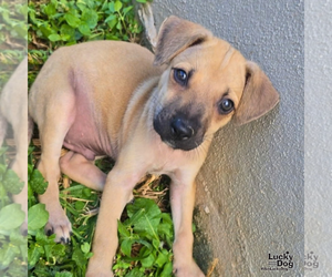Archie - Male Labrador Retriever-Unknown Mix Dog for Adoption - Photo #2