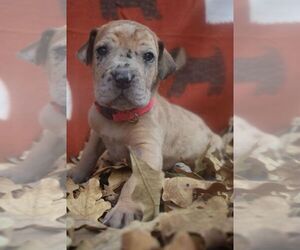 Great Dane Puppy for sale in ALVARADO, TX, USA