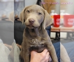 Small Photo #11 Labrador Retriever Puppy For Sale in POCAHONTAS, IL, USA