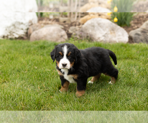 Medium Photo #3 Bernese Mountain Dog Puppy For Sale in MILLERSBURG, IN, USA