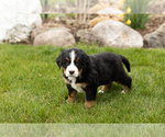 Small Photo #3 Bernese Mountain Dog Puppy For Sale in MILLERSBURG, IN, USA
