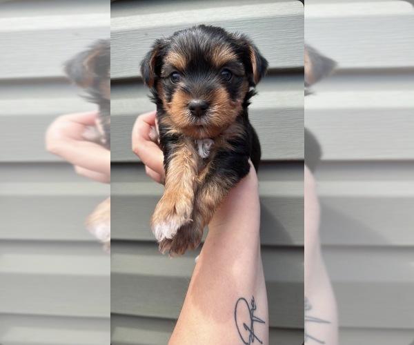 Medium Photo #1 Yorkshire Terrier Puppy For Sale in NORTH WILKESBORO, NC, USA