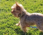 Small Photo #1 Yorkshire Terrier Puppy For Sale in KINGMAN, AZ, USA