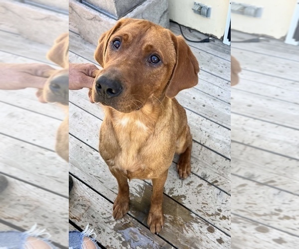 Medium Photo #1 Labrador Retriever Puppy For Sale in FREDERICK, SD, USA