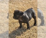 Small Photo #5 French Bulldog Puppy For Sale in EDMOND, OK, USA