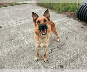 Mutt Dogs for adoption in McKinleyville, CA, USA