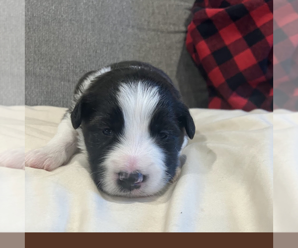 Medium Photo #8 Border-Aussie Puppy For Sale in CAMARILLO, CA, USA