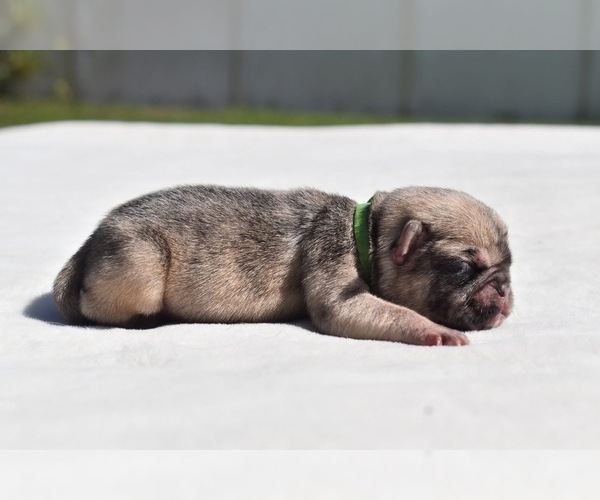 Medium Photo #3 Pug Puppy For Sale in PALM COAST, FL, USA