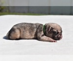 Small #2 Pug