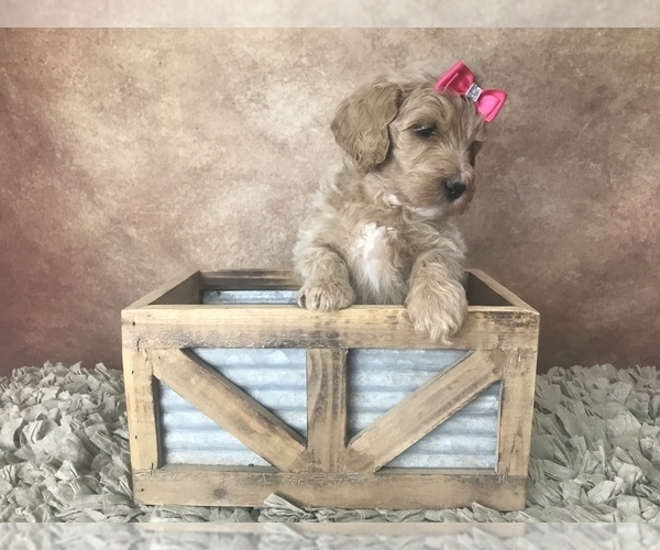 Medium Photo #12 Goldendoodle Puppy For Sale in CONCORD, NC, USA