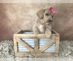 Small Photo #12 Goldendoodle Puppy For Sale in CONCORD, NC, USA