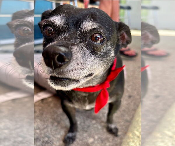 Medium Photo #13 Chihuahua-Unknown Mix Puppy For Sale in Lake Forest, CA, USA