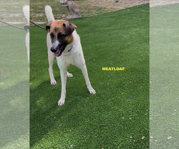 Medium Photo #3 Anatolian Shepherd-Unknown Mix Puppy For Sale in Woodland Hills, CA, USA