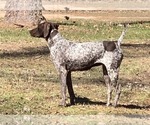 Small Photo #8 German Shorthaired Pointer Puppy For Sale in NEW WAVERLY, TX, USA