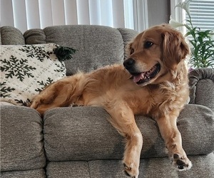 Mother of the Golden Retriever puppies born on 02/21/2026