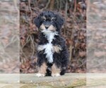Small Photo #4 Miniature Bernedoodle Puppy For Sale in MARION CENTER, PA, USA